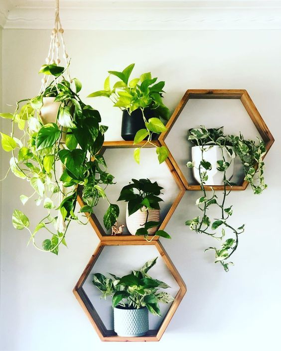 Framed plants