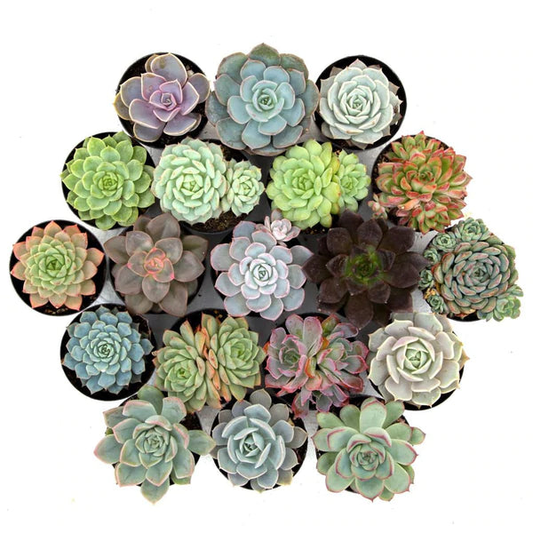 'Awesome Echeveria' succulent variety Pack