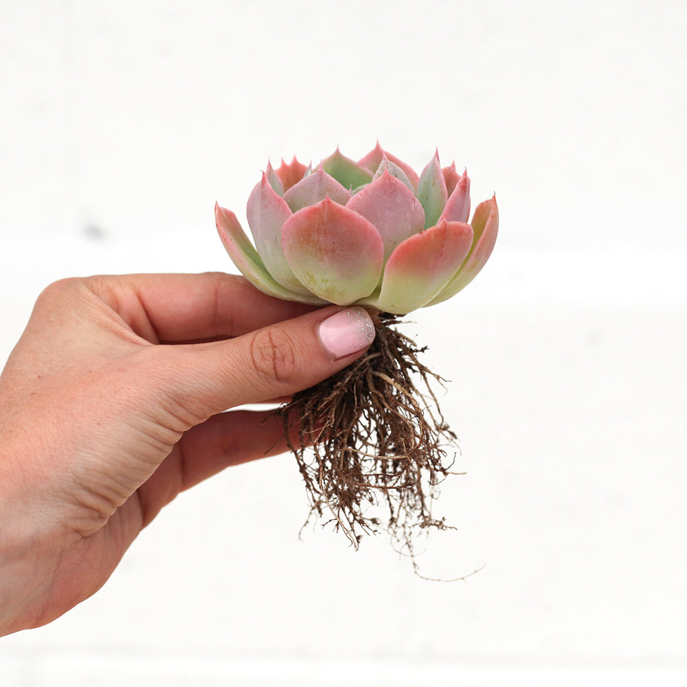 bare root succulent 