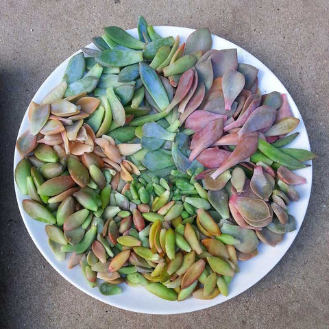 succulent propagation mandala