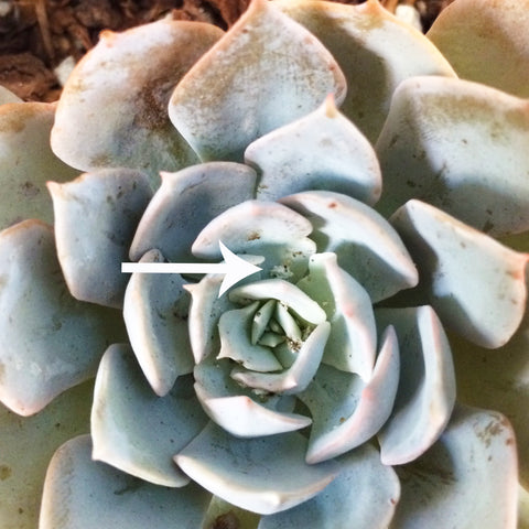 succulent mealybugs