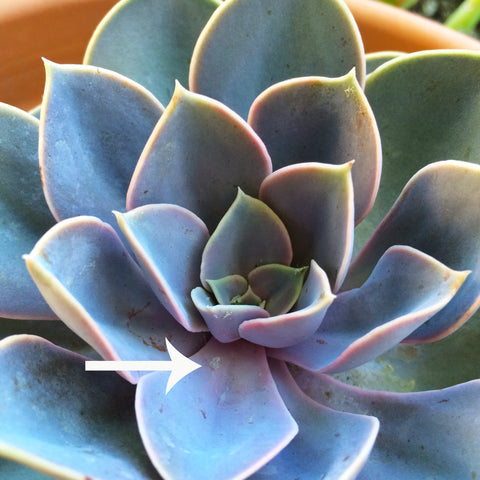 succulent mealybugs