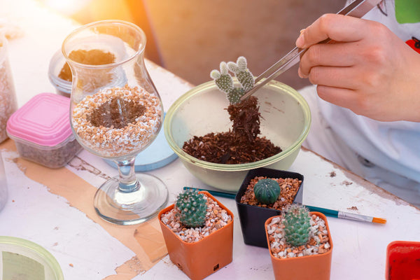 DIY succulent terrarium gift for plant lovers 