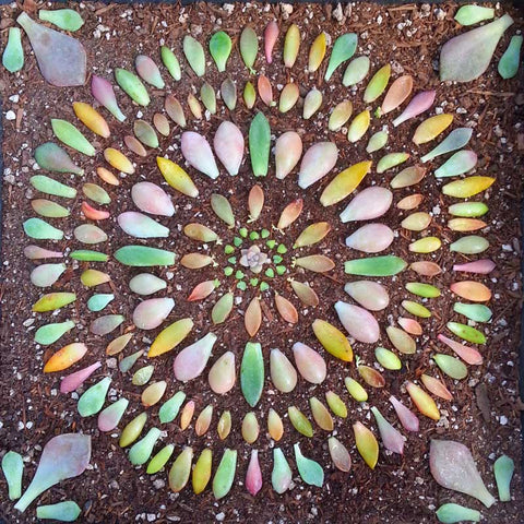 succulent propagation mandala