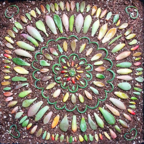 succulent propagation mandala