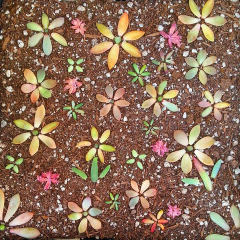 succulent propagation mandala