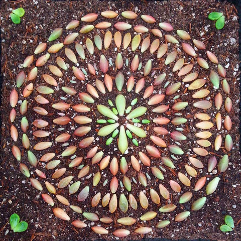 succulent propagation mandala