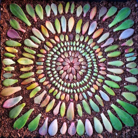 succulent propagation mandala