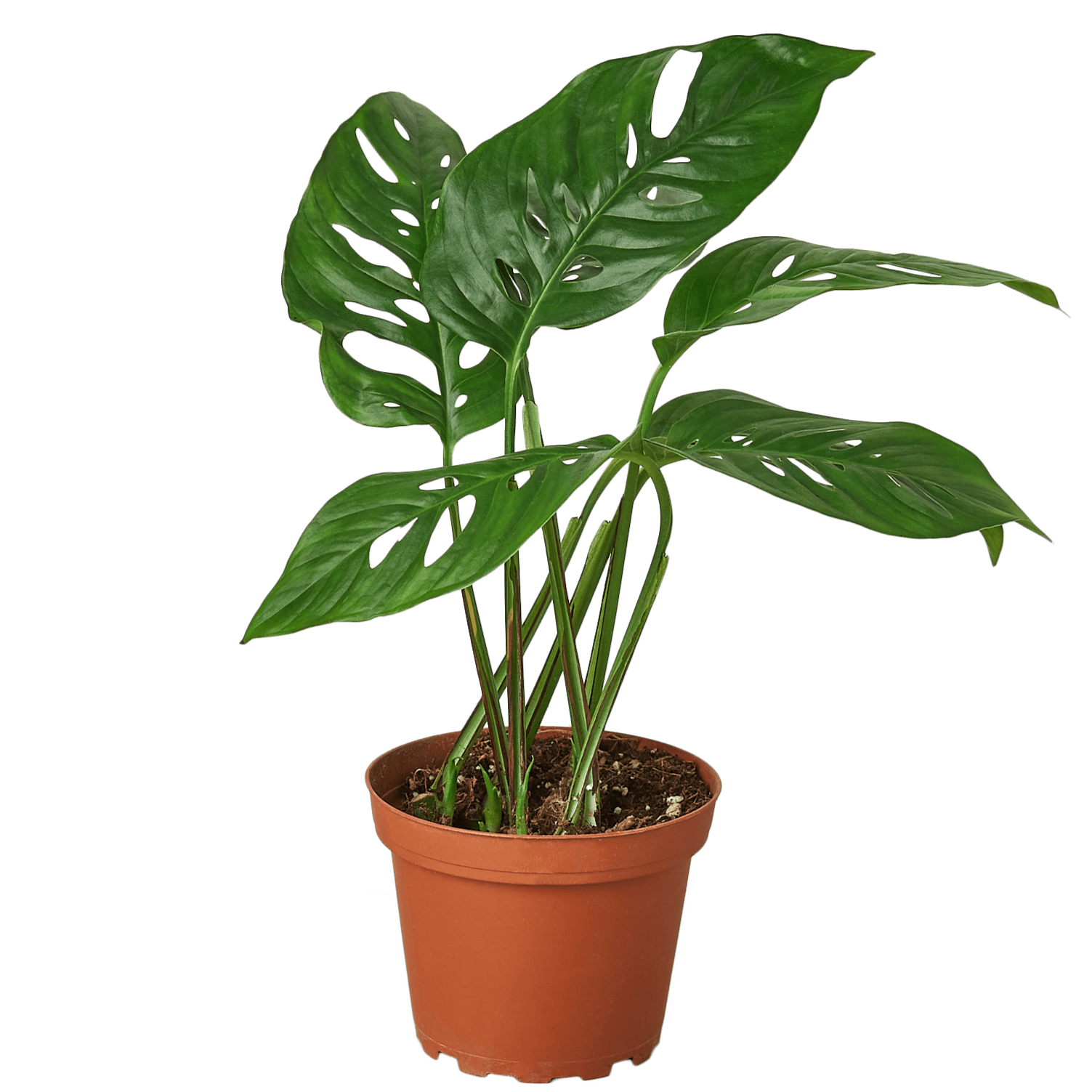 Monstera adansonii 'Swiss Cheese' - Leaf  Clay product image