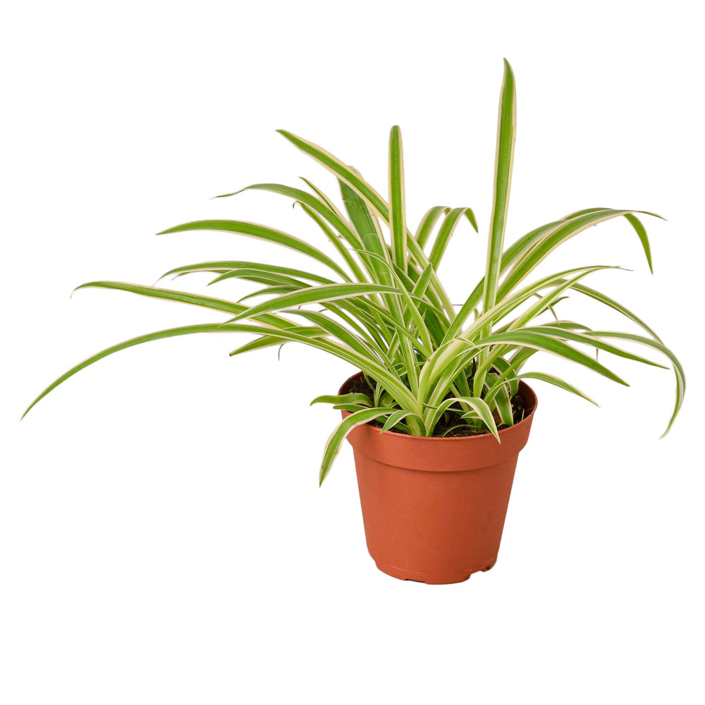 Caring for your Spider Plant (Chlorophytum Comosum) – Ana Hana Flower