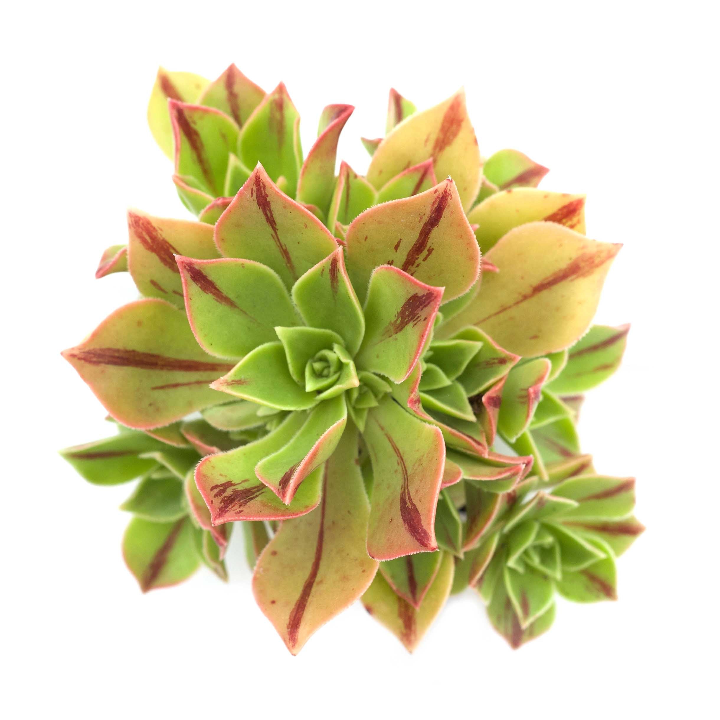 Aeonium leucoblepharum 'Stripe'