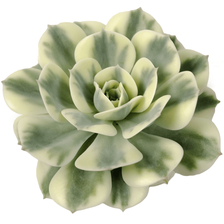 Echeveria 'Compton Carousel'