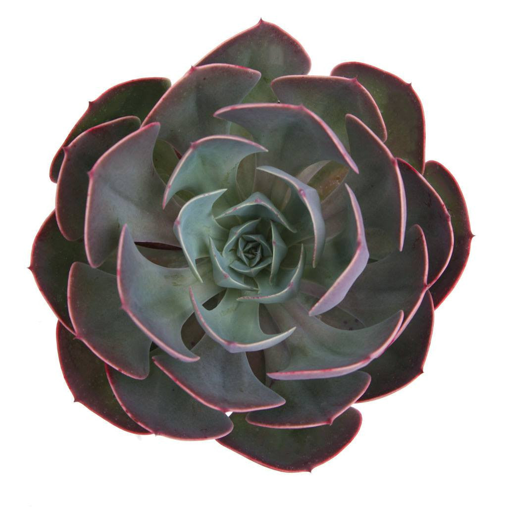 Echeveria "Cass" Hybrid