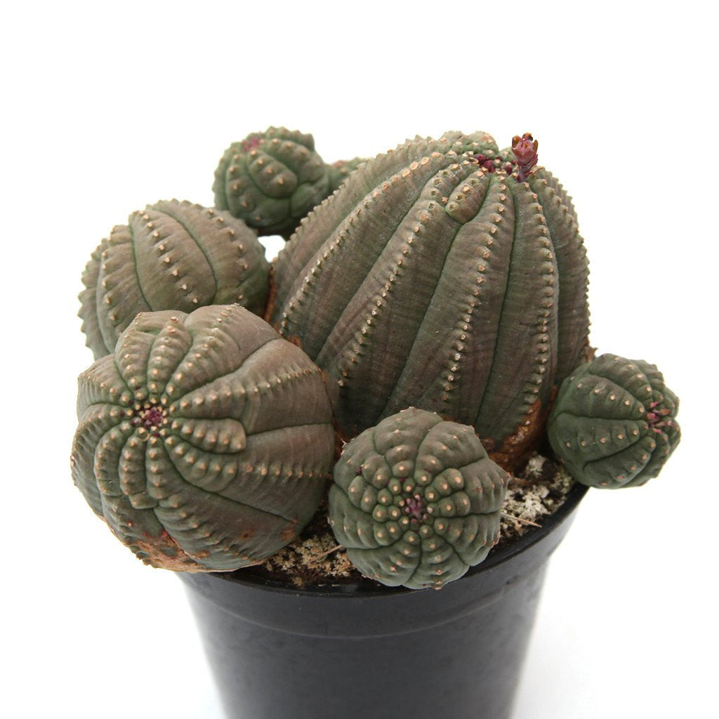 Euphorbia obesa 'Basketball Plant'