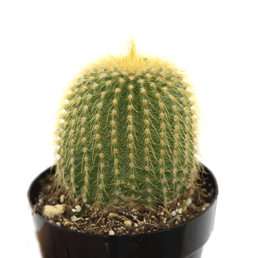 Notocactus Leninghausii Golden Ball Cactus Leaf Clay