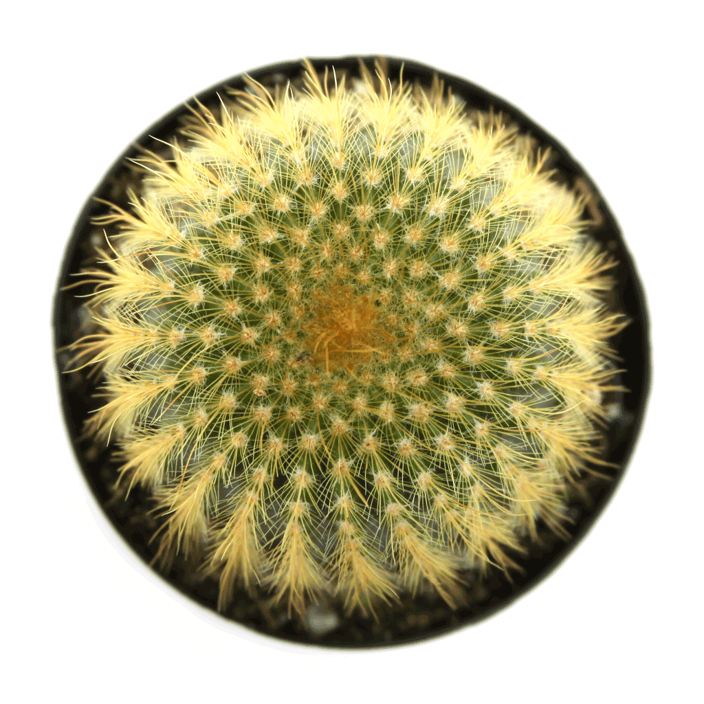 Notocactus Leninghausii Golden Ball Cactus Leaf Clay