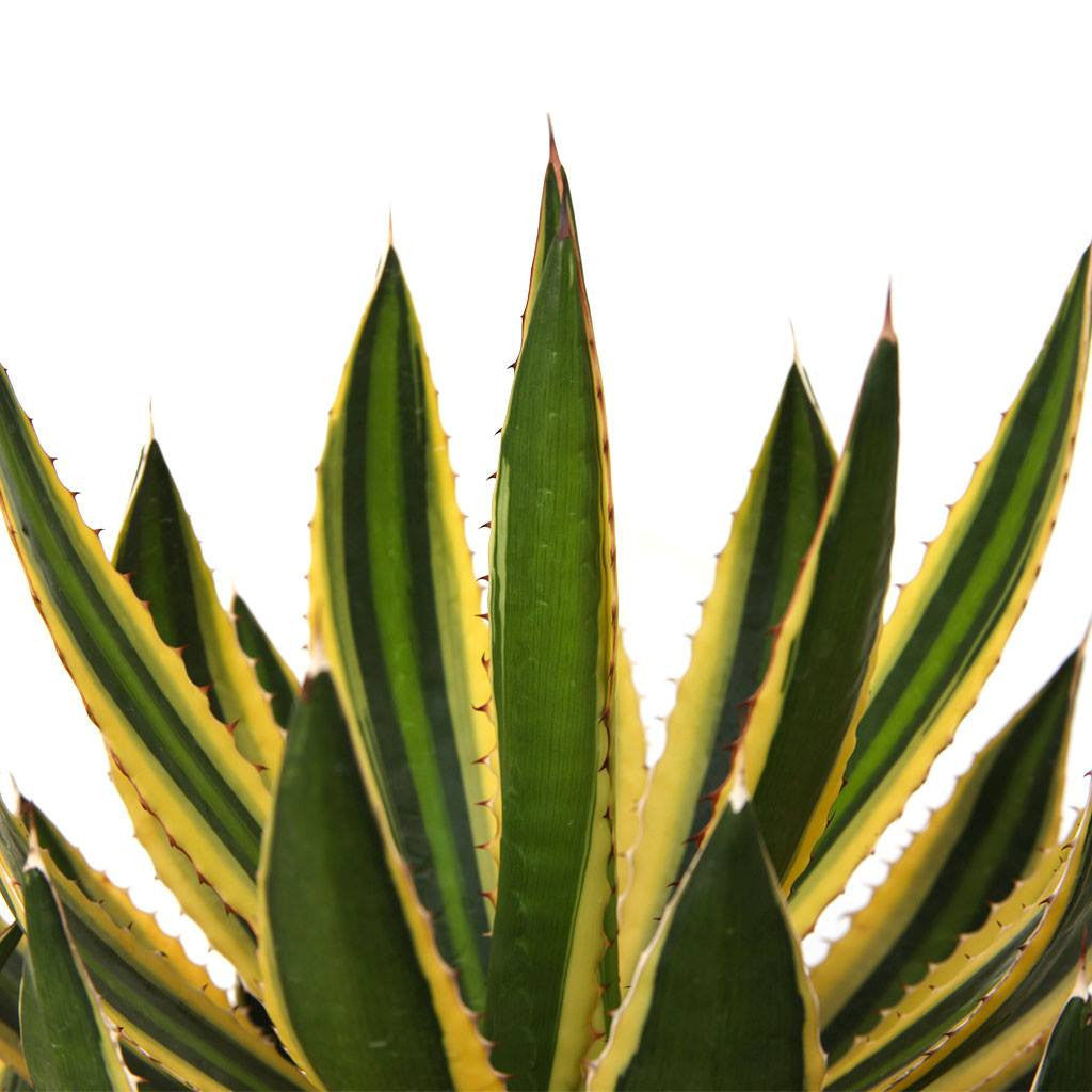 Agave lophantha 'Quadricolor'