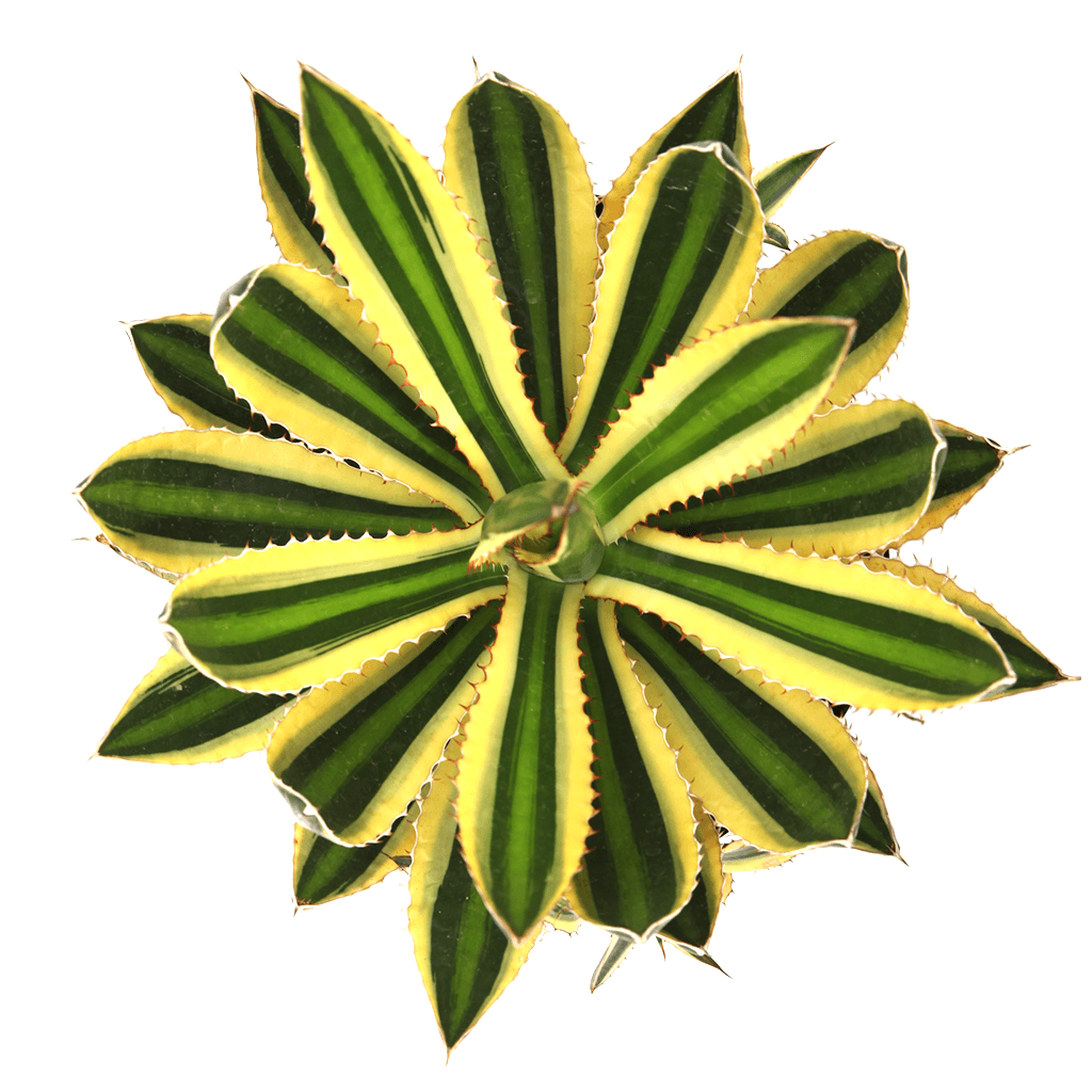 Agave lophantha 'Quadricolor' Succulent Plant