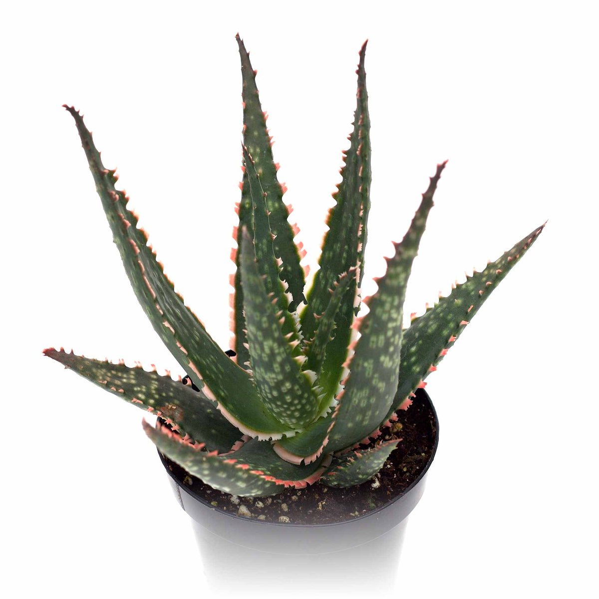 Aloe Coral Fire Leaf Clay