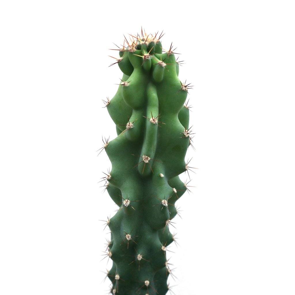 Cereus peruvianus 'Apple Cactus' monstrose