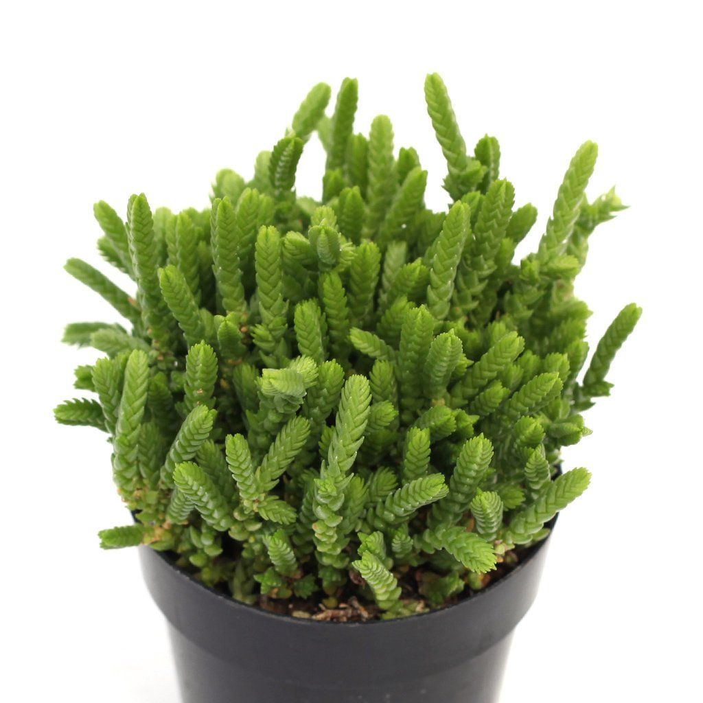 Crassula Muscosa Watch Chain Leaf Clay