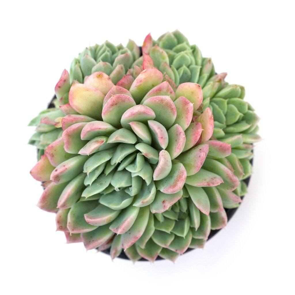 Echeveria albicans 'Whitening Echeveria'