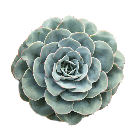 Succulents – Tagged "Echeveria" – Leaf & Clay