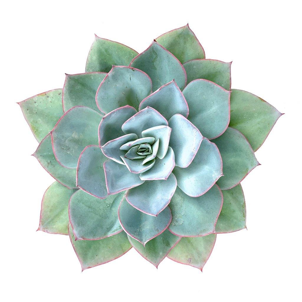 Echeveria 'Cante'