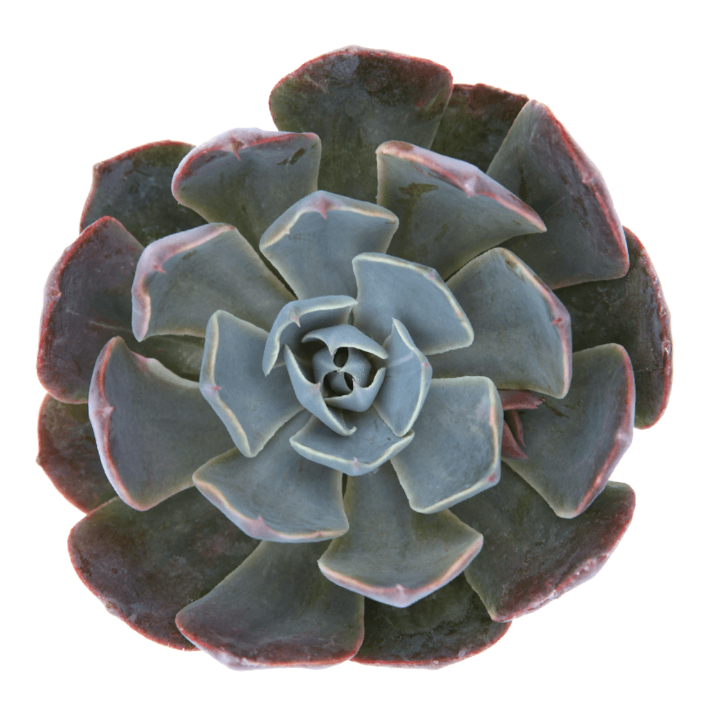 Echeveria Misty Lilac  Grow and Care Requirements