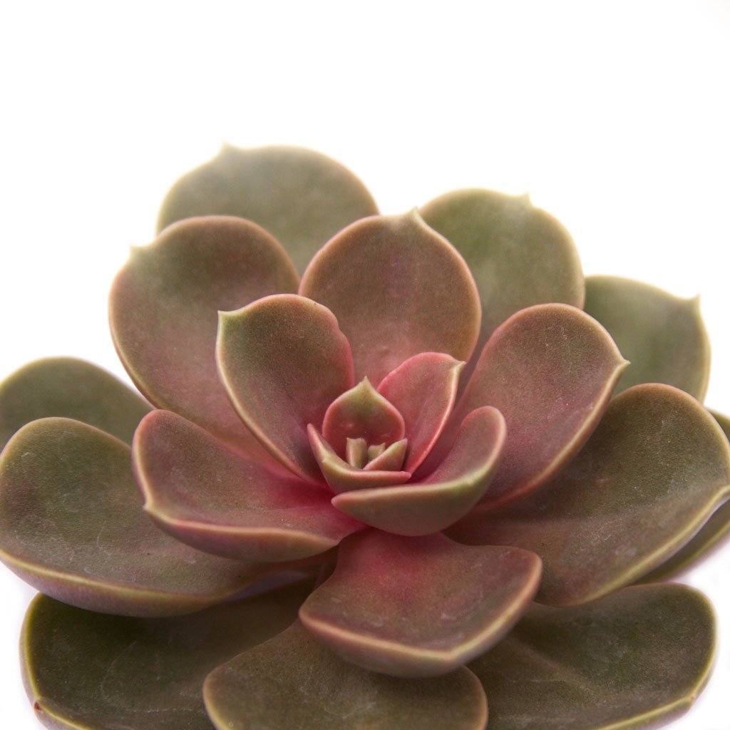 Echeveria 'Petra's Perle' PPAF