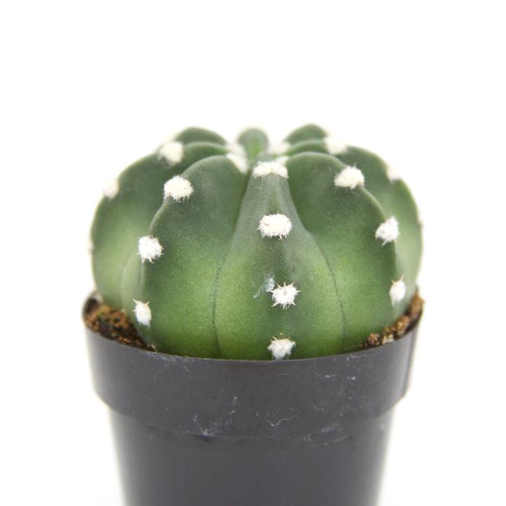 Echinopsis Domino Cactus Leaf Clay
