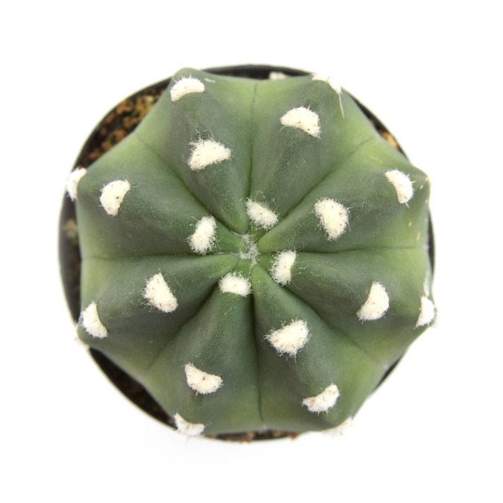 domino cactus