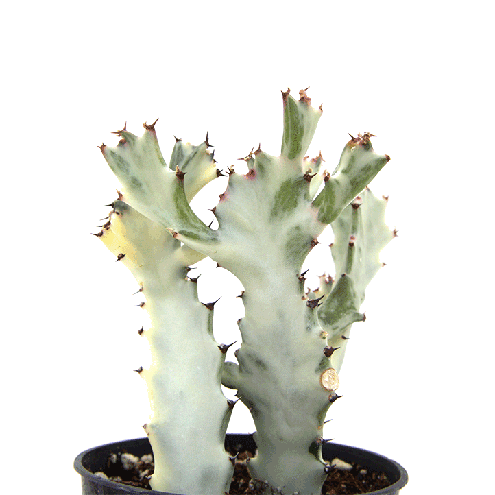 Euphorbia 'Bones'