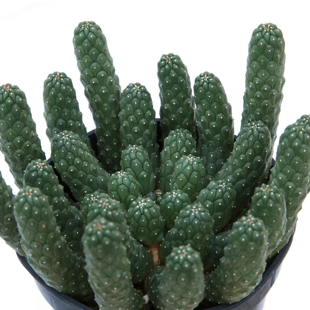 Euphorbia inermis