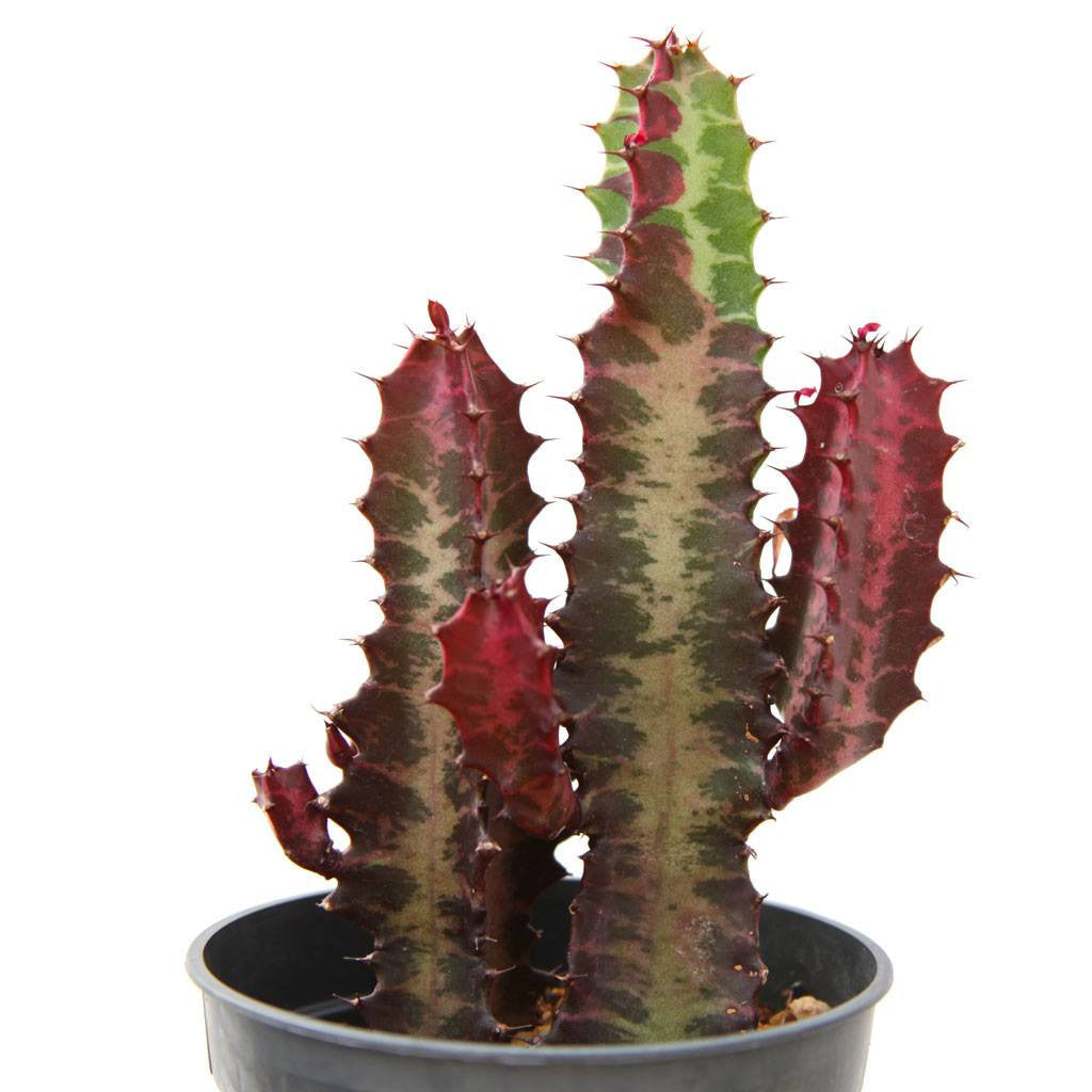 Euphorbia lactea 'Ruby'