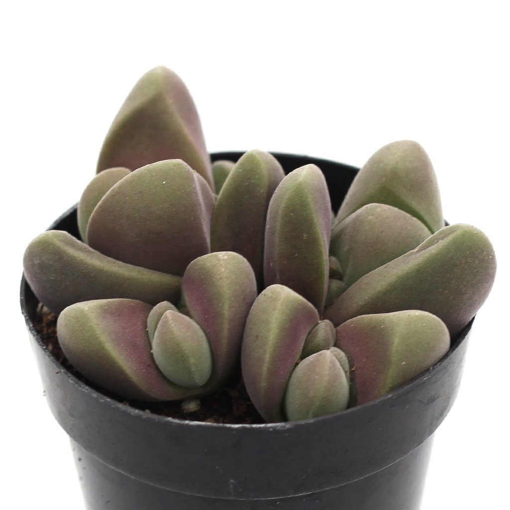 Gibbaeum dispar