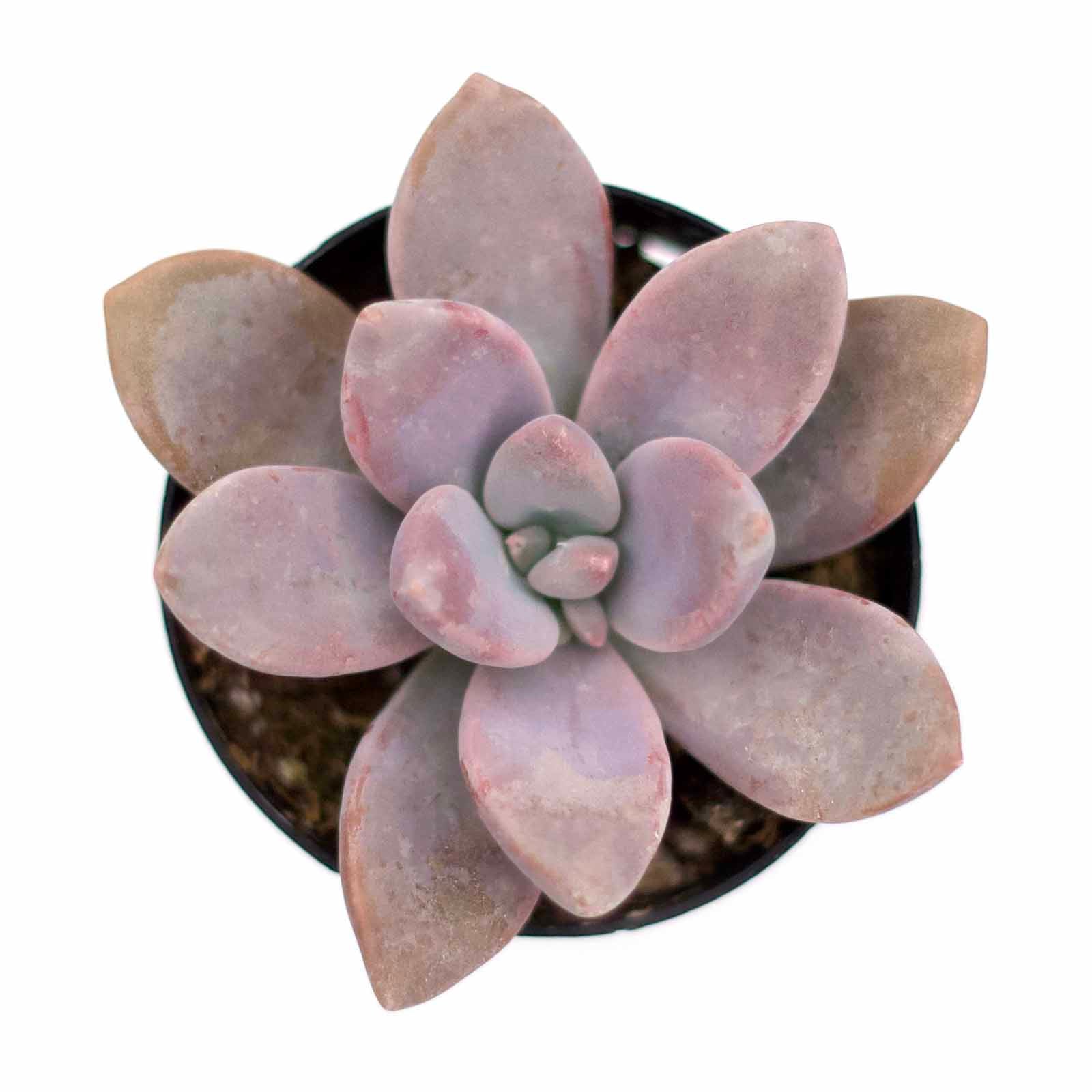 murasaki succulent