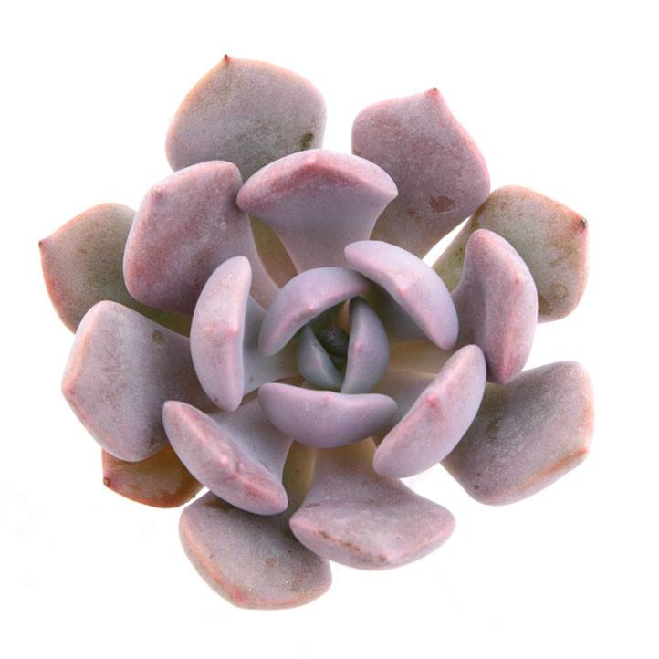 Echeveria 'Misty Lilac' PPAF