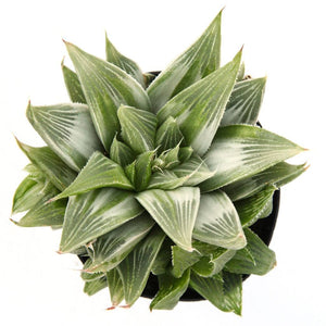 Variegated Haworthia retusa from Leaf and Clay