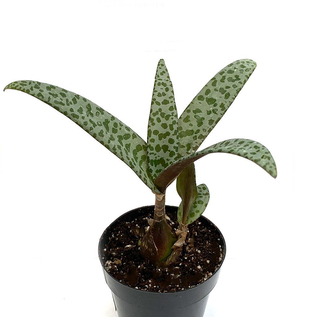 Ledebouria Socialis Silver Squill Leaf Clay