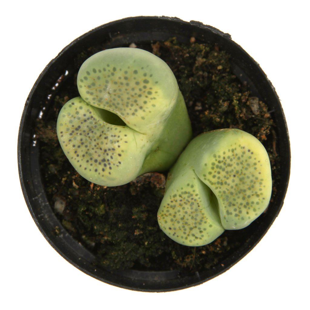 Lithops fulviceps 'Aurea'