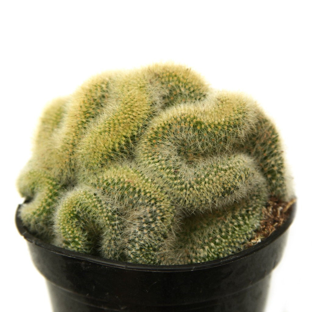 Mammillaria pilcayensis cristata