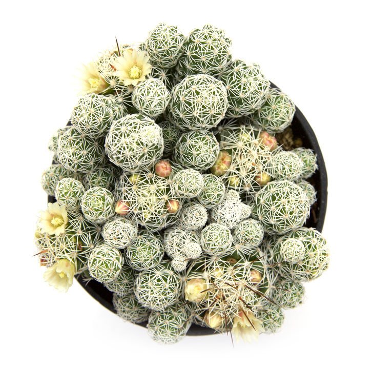 Mammillaria 'Thimble Cactus' - Leaf & Clay