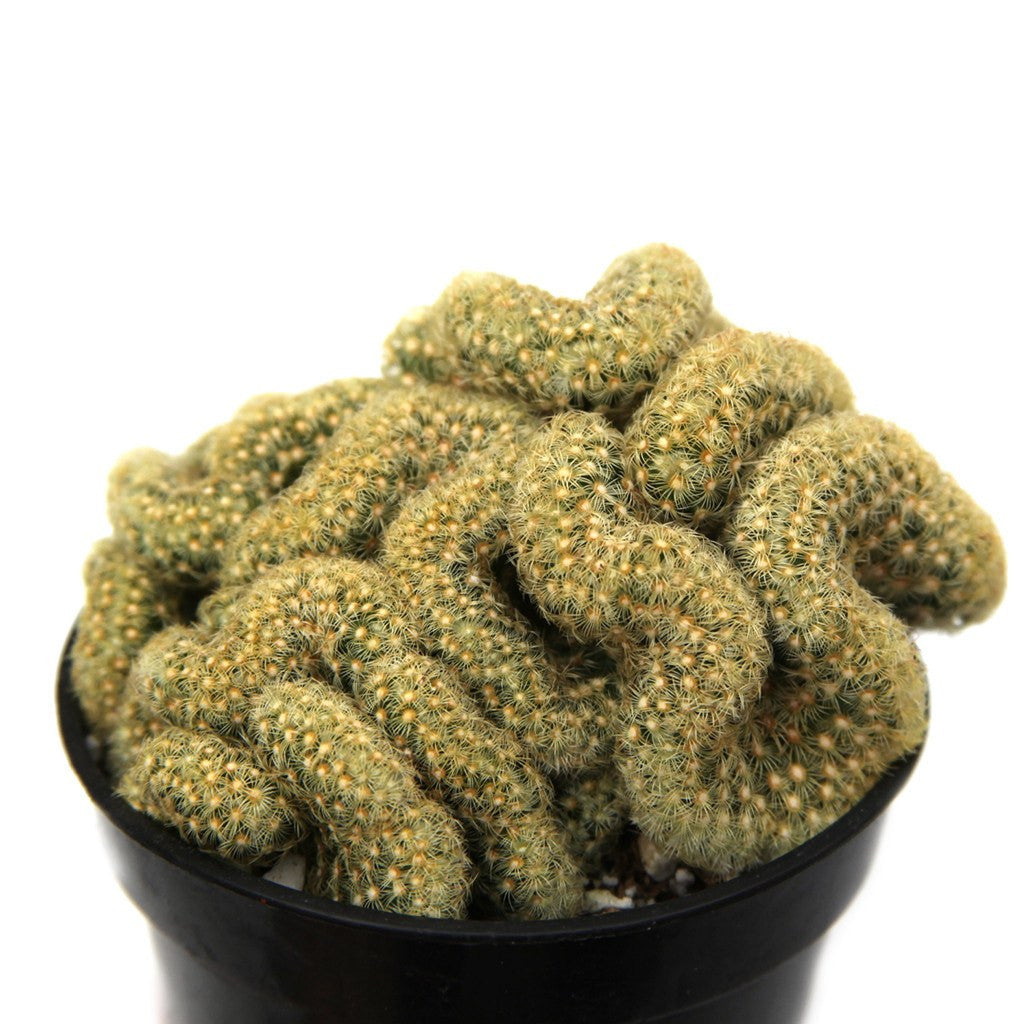 Mammillaria wildii cristata