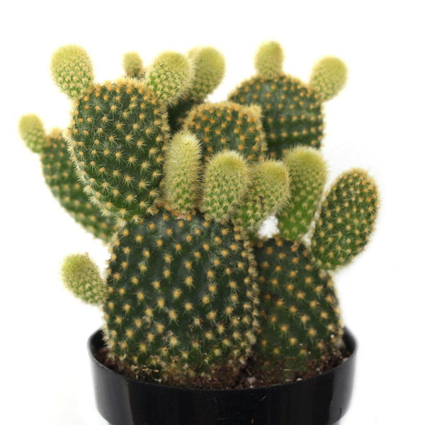 Opuntia microdasys 'Bunny Ears Cactus' - Leaf & Clay