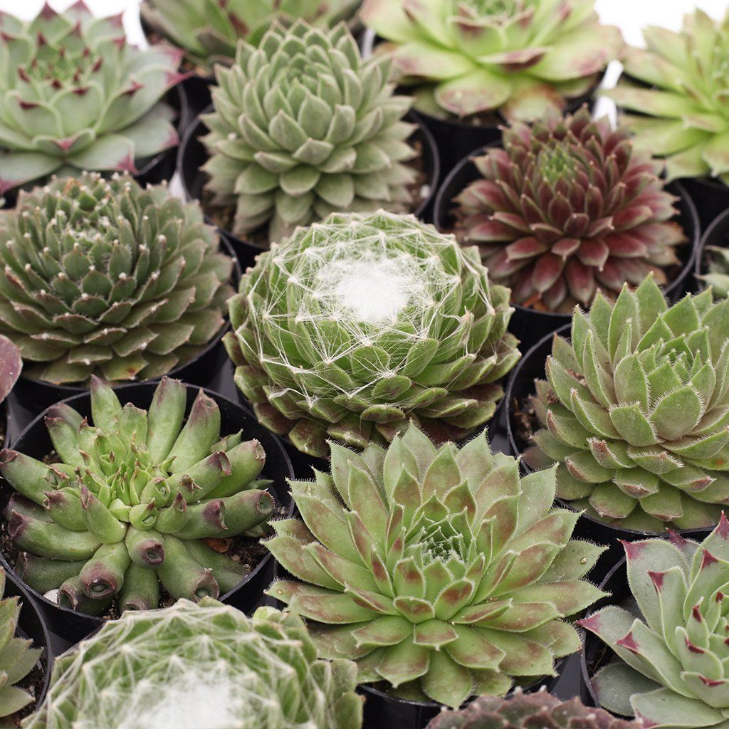 'Sexy Sempervivum ' Pack