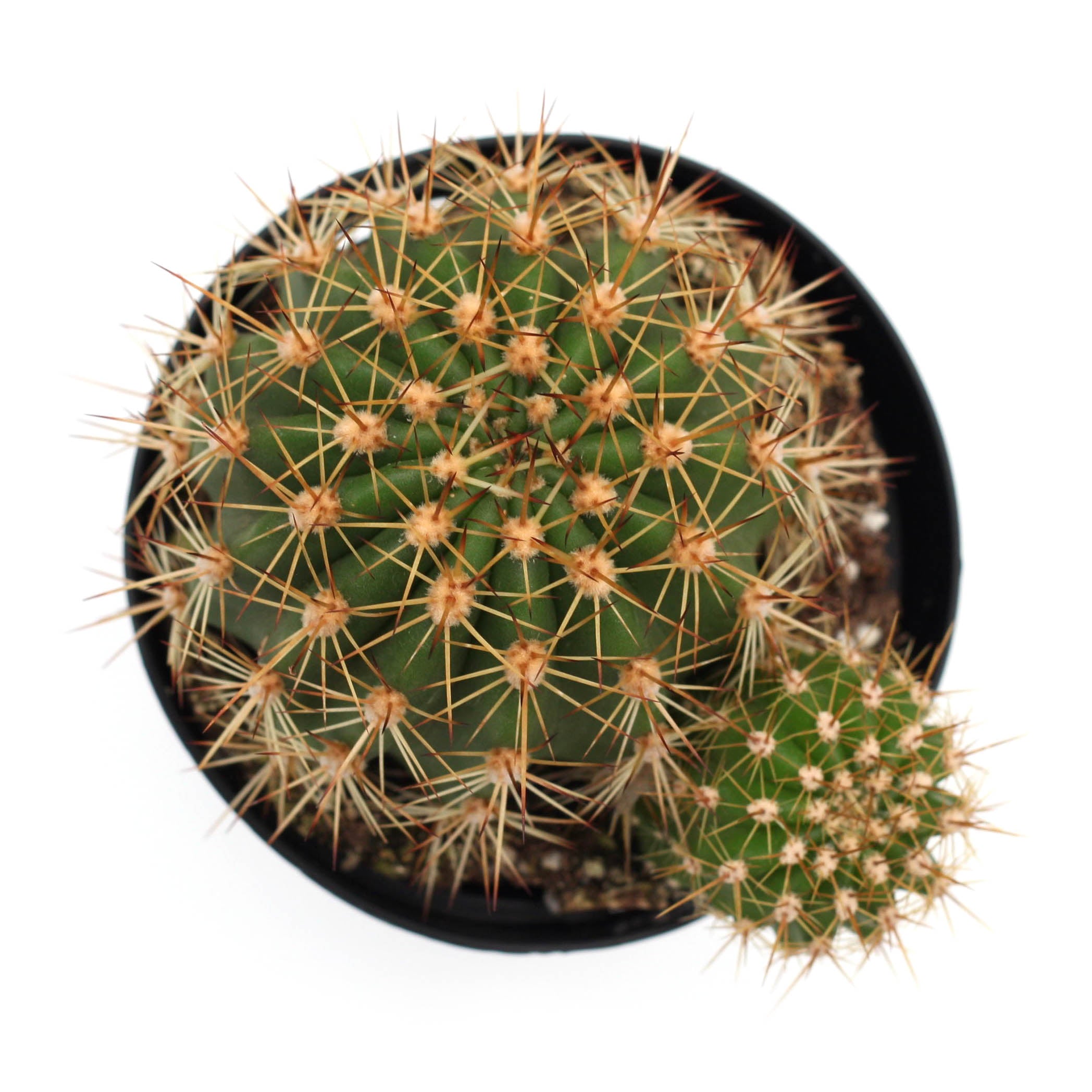 Trichocereus grandiflorus 'Torch Cactus'
