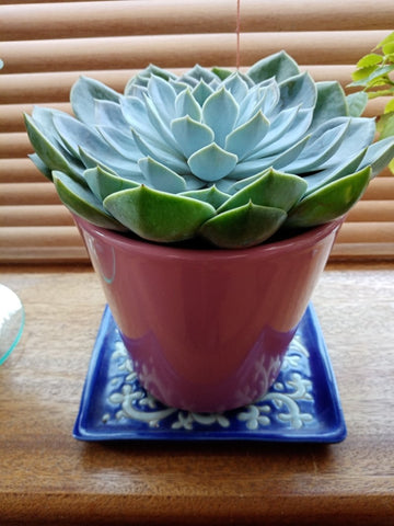 The Little Fair Trade Blog, Plastic Free July 21, My succulent, Eid Mubarak 2021 with Sabeena Z Ahmed