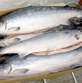 Atlantic Salmon Essential Fatty Acid