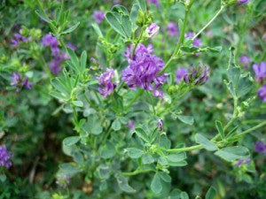 the-benefits-of-alfalfa